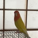 コザクラインコ お迎え先決まりました！