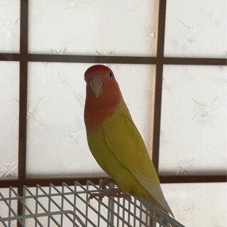 コザクラインコ お迎え先決まりました！