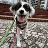 やんちゃで元気いっぱいアイちゃん サムネイル2