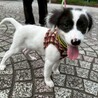 やんちゃで元気いっぱいアイちゃん サムネイル3