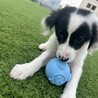 やんちゃで元気いっぱいアイちゃん サムネイル4