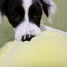 やんちゃで元気いっぱいアイちゃん サムネイル5