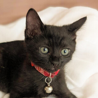 幸せを呼ぶ黒猫大人しめの甘えん坊さん❤️お新