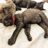 幸せを呼ぶ黒猫大人しめの甘えん坊さん❤️お新 サムネイル3