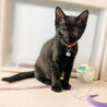 幸せを呼ぶ黒猫大人しめの甘えん坊さん❤️お新 サムネイル4