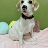マイペースで愛らしいハヤト君 サムネイル4