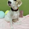 マイペースで愛らしいハヤト君 サムネイル5