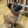 不妊手術済み人が好き甘えん坊メス サムネイル4