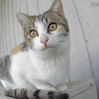     千葉／本当は人が大好きな三毛猫ママ