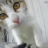     千葉／本当は人が大好きな三毛猫ママ サムネイル2
