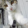     千葉／本当は人が大好きな三毛猫ママ サムネイル3