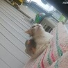     千葉／本当は人が大好きな三毛猫ママ サムネイル4