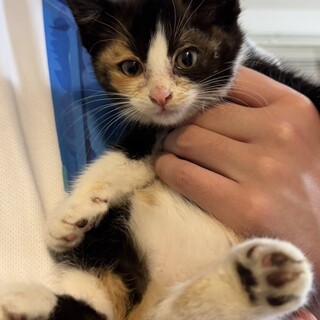 人懐っこいかわいい子猫です