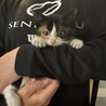人懐っこいかわいい子猫です サムネイル2