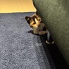 人懐っこいかわいい子猫です サムネイル3