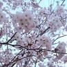 能登にゃんこ