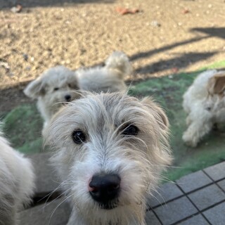 元気なジャックラッセルの男の子
