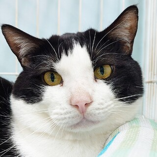 大きなお顔に、むっちりボディーの「ダイヤくん」