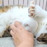 まん丸なお困り顔の「どんくん」 サムネイル2