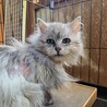 チンチラシルバーの女の子♪ サムネイル3