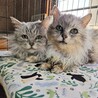 チンチラシルバーの女の子♪ サムネイル4