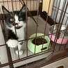 めちゃくちゃ元気なかわいいハチワレお嬢ちゃん❣ サムネイル2