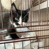めちゃくちゃ元気なかわいいハチワレお嬢ちゃん❣ サムネイル3