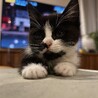 めちゃくちゃ元気なかわいいハチワレお嬢ちゃん❣ サムネイル4