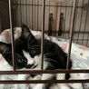めちゃくちゃ元気なかわいいハチワレお嬢ちゃん❣ サムネイル6