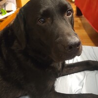ネロ