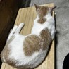 仮名：にーちゃん サムネイル2