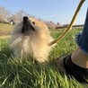 なきさん