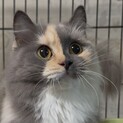 ★代理投稿★サクラちゃん★