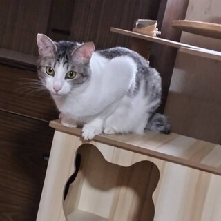 仮名：ポーちゃん