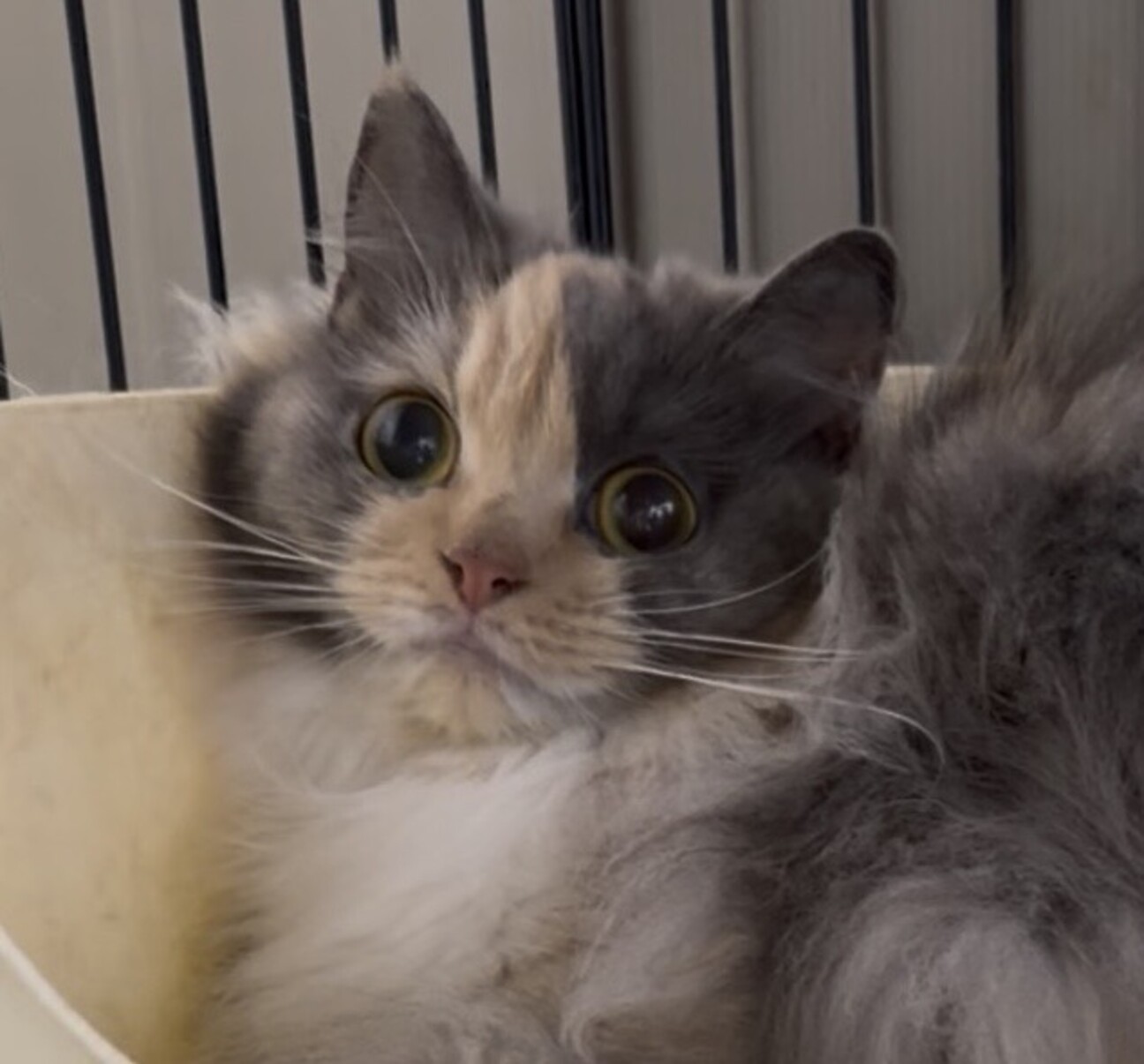 ハンドメイド ボタンの狼 里親 募集中 ☆代理投稿☆ツボミちゃん☆」大阪府 - 猫の里親募集(544761