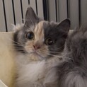 ★代理投稿★ツボミちゃん★