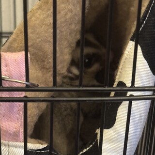 モモンガ2ヶ月と1歳の2匹！オス