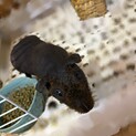 スキニーギニアピッグの里親募集
