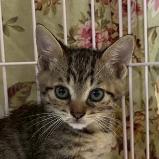 キジトラ 5月生まれの男の子 エランくん