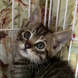 キジトラ ５月生まれの男の子 ルカくん