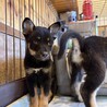 推定2ヶ月未満の兄弟①彦麻呂 サムネイル4