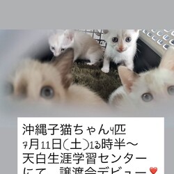 シャム系子猫4匹デビュー⭐︎おきなわ美ら猫❤譲渡会 in 天白区