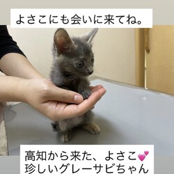 フワフワ猫たくさんいます。おきなわ美ら猫❤譲渡会 in 天白区 サムネイル2