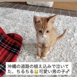 フワフワ猫たくさんいます。おきなわ美ら猫❤譲渡会 in 天白区 サムネイル3