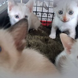 シャム系子猫きょうだい⭐︎おきなわ美ら猫❤譲渡会 in 天白区一軒家会場
