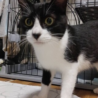 シャー猫からの大変身！！昔の様子も見てね
