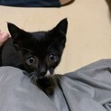 黒白(タキシード)子猫　生後0ヶ月　1匹