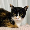 ボブテイルをフリフリ、三毛猫のみおり♡ サムネイル6