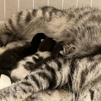 ベガ・デネブ・アルタイル