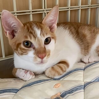 ♡茶白子猫のかぎくん
